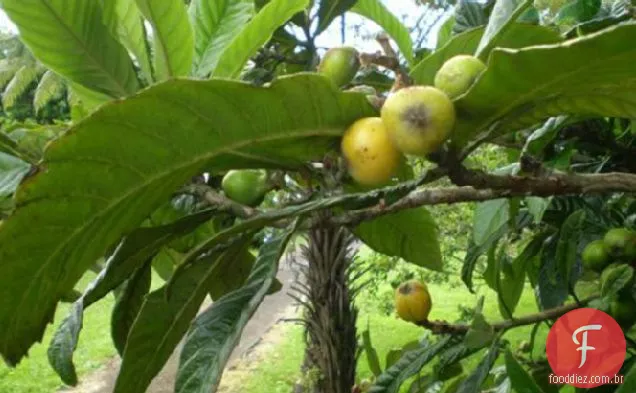 Loquat Chutney