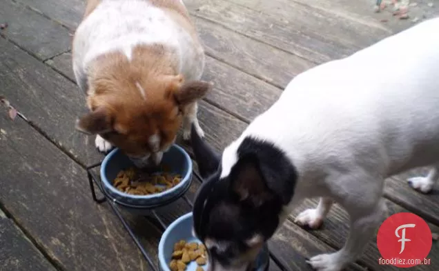 Barky Burgers