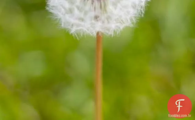 Dandelion Preserves