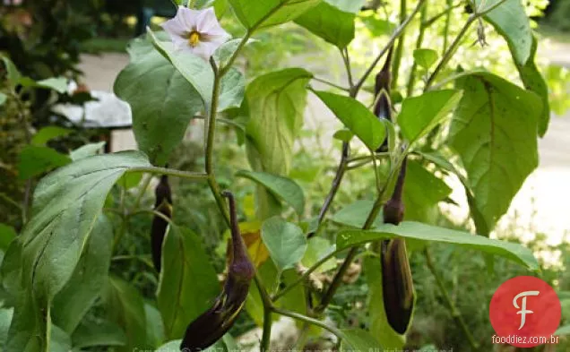 Garden Gumbo