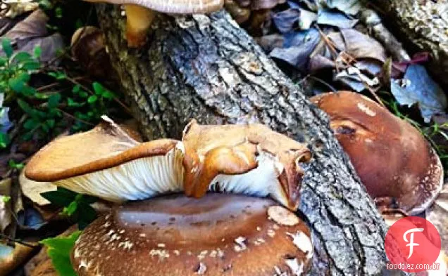 Couve de Bruxelas e sopa de cogumelos Shiitake