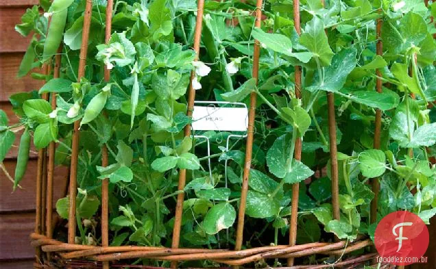 Early Hertfordshire Pea E Feta Crush