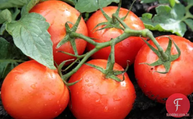 Cozinhe o livro: tomates todos Vestidos para o verão