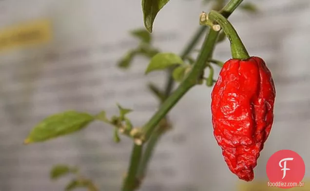 Calor sério: o que fazer com Bhut Jolokia, o Chile mais quente do mundo