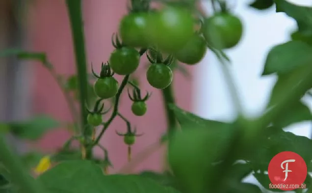 Tomates Indianos Quentes E Picantes
