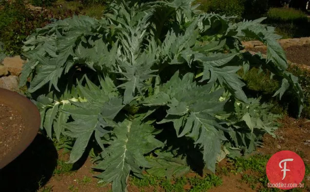 Cardoons acelerados