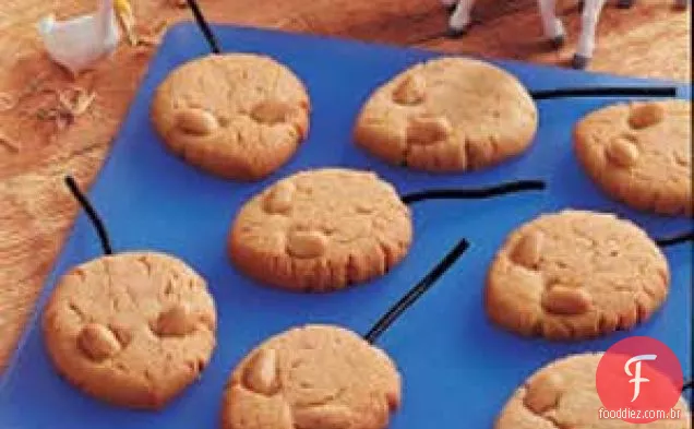 Biscoitos de rato de fazenda