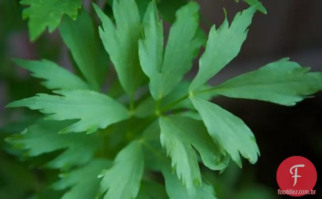 Lovage Você Muito Tempo