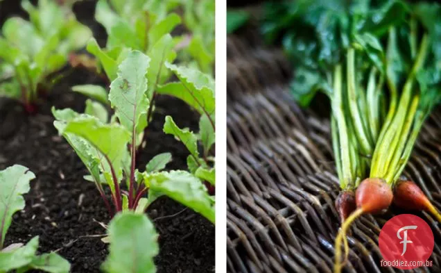 Não desperdice os thinnings do jardim: A para beterraba inteira refogada do bebê
