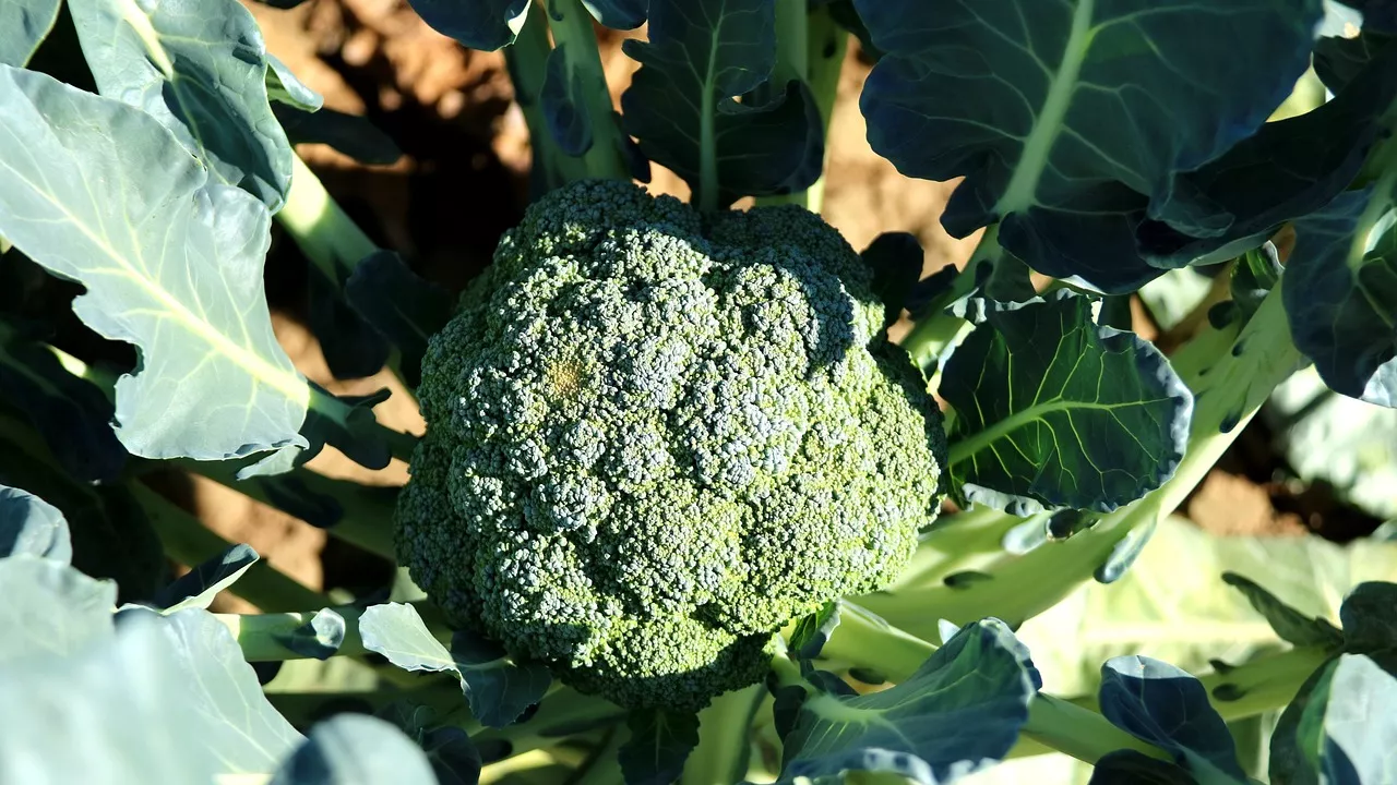 Brócolis Couve-Flor Salada Pepita