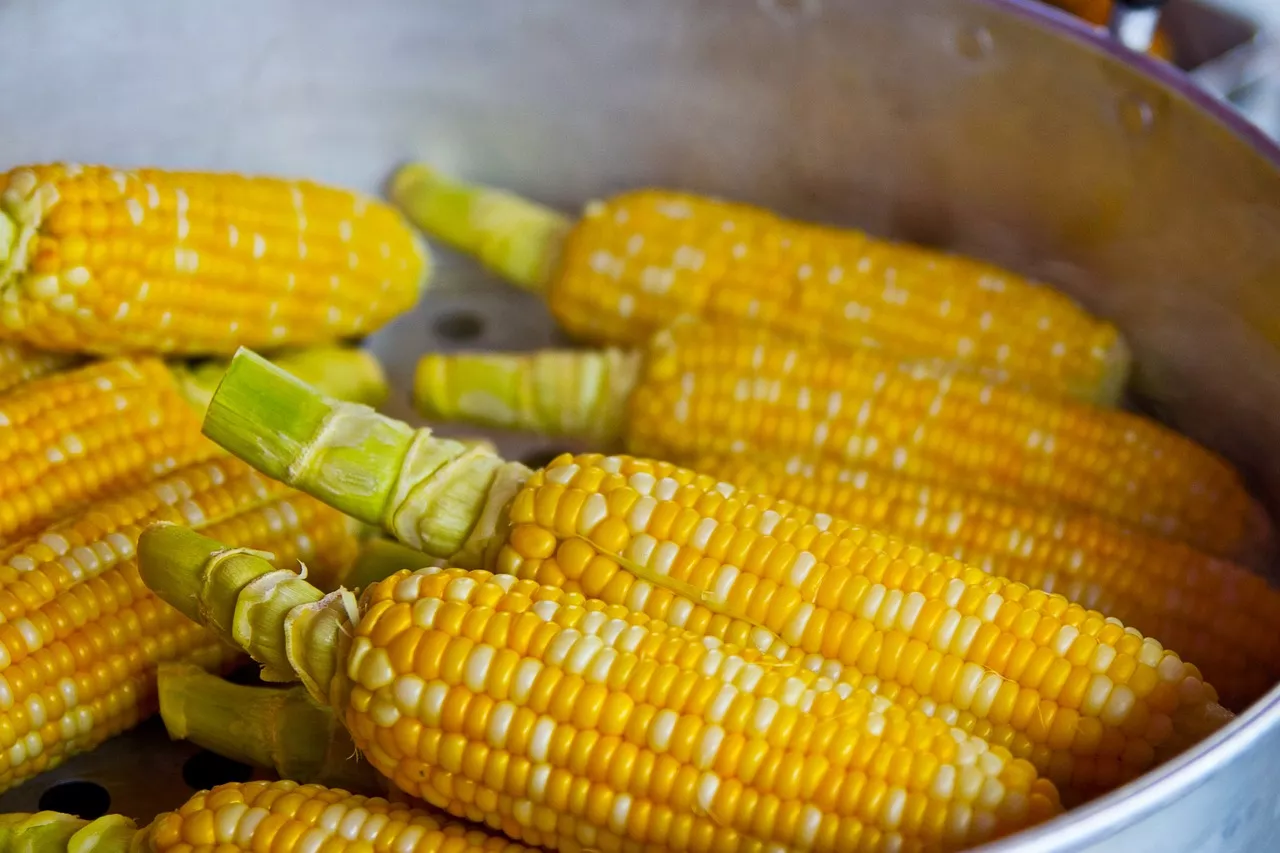Receitas de espiga de milho: ideias fáceis e deliciosas para o seu próximo churrasco